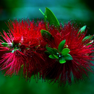 Fleurs rouges sur fond vert - Belgique  - collection de photos clin d'oeil, catégorie plantes